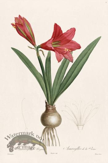 Les Liliacees Redoute 009